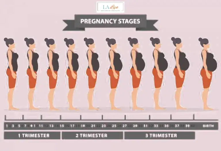 First Trimester (Weeks 1–12): Early Changes You Might Not Notice SCOTLAND